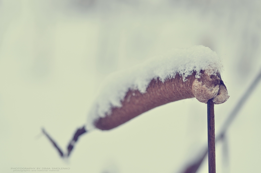 п.Сосново 26.01.2014.